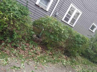 Bush Trimming by Elizabeth Williams for Charles W. in Cleveland, OH