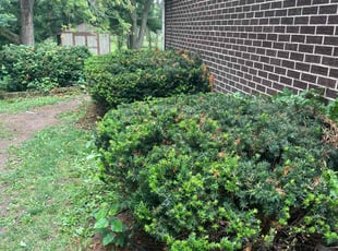 Bush Trimming by Luay Hamdan for Yolanda M. in Orland Park, IL