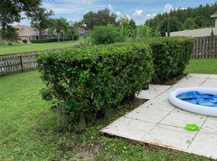 Bush Trimming by Julio Carranza for Trent R. in Tampa, FL
