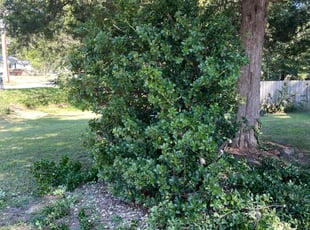 Charles G.'s Bush Trimming service result
