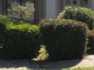 Bush Trimming by Xavier B for Ophelia R. in Antioch, CA