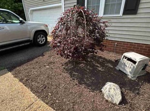 Weeding by Joshua West for Jeff R. in Mechanicsville, VA