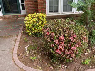 Bush Trimming by Dutch Lawn Care for Derek S. in Duluth, GA