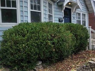 Bush Trimming by Lawrence Tischler for Courtney C. in Cincinnati, OH