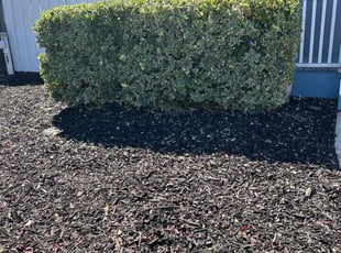 Bush Trimming by Amador Avila Haro for Teresa H. in San Jose, CA