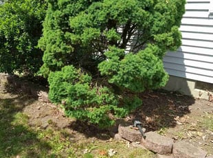 Bush Trimming by Kevin Kenney for Derek M. in Beachwood, NJ