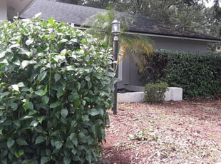 Bush Trimming by Aderias Rollins for Kenneth A. in Jacksonville, FL