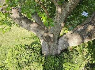 Bush Trimming by Devin Welch for Mary B. in Goddard, KS