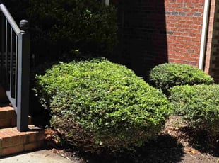 Bush Trimming by Vincent Guzman for Yuhong H. in Moseley, VA