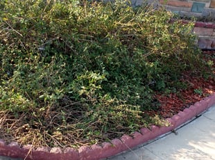 Bush Trimming by Jose Martinez for Jonny G. in Montebello, CA