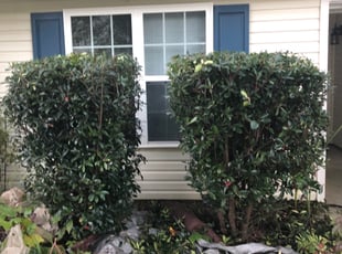 Bush Trimming by Nick Reaves for Brandi L. in Charlotte, NC