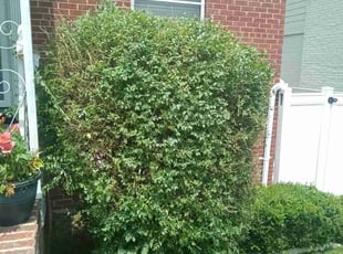Bush Trimming by Dimitri Sharp for Alexandria S. in Washington, DC