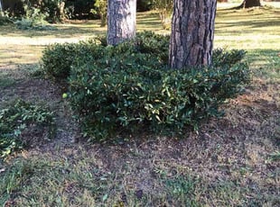 Bush Trimming by Zachary Schwarz for Jorge E. in Charlotte, NC
