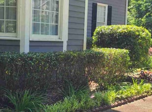 Bush Trimming by Denise Santana for Ioannis I. in Cartersville, GA