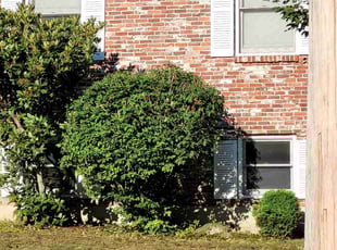 Bush Trimming by David Fregeau for Roger B. in Merrimack, NH