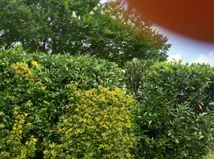 Bush Trimming by James Steele for Brandon D. in Charlotte, NC