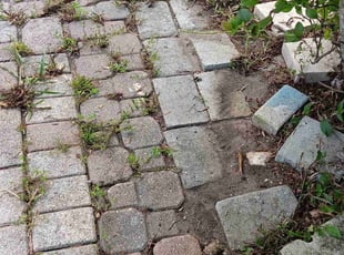 San P.'s Leaf Removal service result