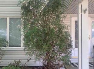 Bush Trimming by Basheer Alam for Carol M. in Apple Valley, MN