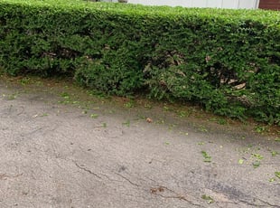 Bush Trimming by Cloy Miller for Tom S. in Shawnee, KS