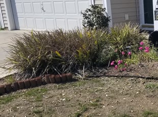 Bush Trimming by Tristan Heemer for Ruby J. in Summerville, SC