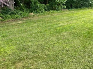 Giovanni U.'s Lawn Mowing service result