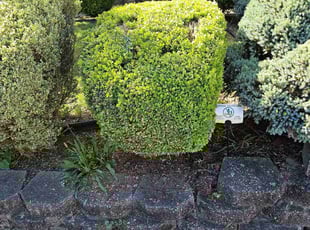 Bush Trimming by Richard Solier for Jessica V. in Elmwood Park, NJ