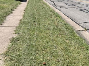 Cynthia W.'s Lawn Mowing service result