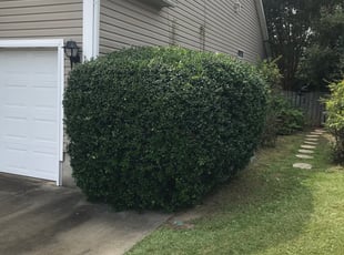 Bush Trimming by Zane Rollins for Sam M. in Lexington, SC