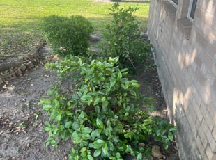 Bush Trimming by Nicole Ross for Jessica D. in Fresno, TX