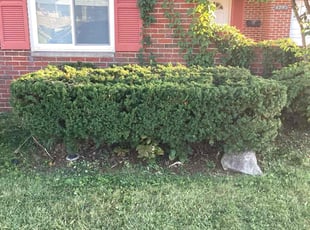 Bush Trimming by Eric Vaske for Yanique B. in Cincinnati, OH