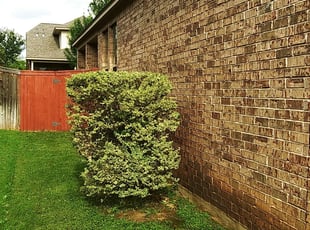 Bush Trimming by Derek Schoenfeld for Yvette A. in San Antonio, TX