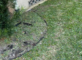 Weeding by Patrick Paul for Brittany N. in Maitland, FL