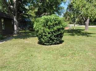 Bush Trimming by Jamie Sharon for Bob R. in Springfield, MO