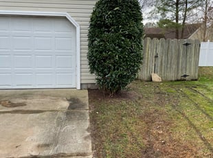 Bush Trimming by Anthony Bartell for William W. in Suffolk, VA