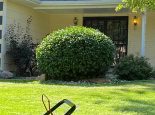 Bush Trimming by Tylon Newcomb for Natalia M. in Aurora, CO