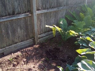 Weeding by Kevin Rhyne for Ilene H. in Madison, WI