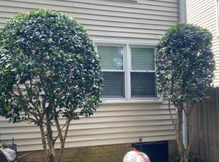 Bush Trimming by Steven Moreira for Deno D. in Virginia Beach, VA