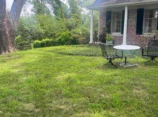 Stephani P.'s Bush Trimming service result