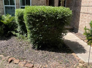 Bush Trimming by Anthony Simon for Adam P. in Spring, TX