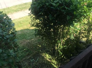 Bush Trimming by Ernest Beckett for Albert K. in Lorain, OH