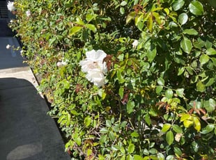 Heidi S.'s Bush Trimming service result