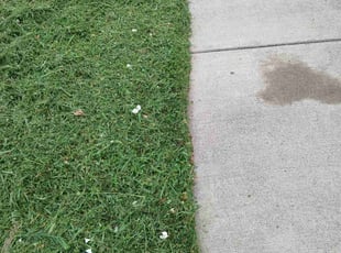 Luis S.'s Lawn Mowing service result