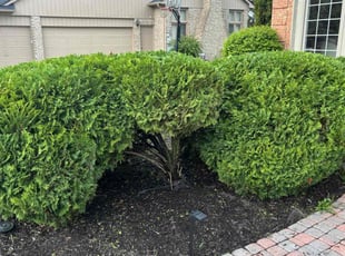 Bush Trimming by Robert Elchuk for jay M. in Troy, MI