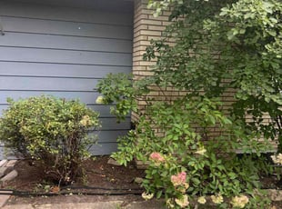 Bush Trimming by Matson Courrier for Samantha J. in Edina, MN