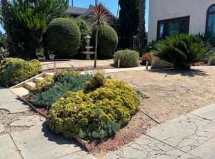 Bush Trimming by William Mendoza for Ed L. in Los Angeles, CA