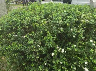 Bush Trimming by Douglas McClelland for Julia D. in Hueytown, AL