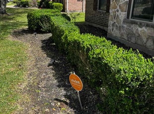 Bush Trimming by Jose Gil for Jordan W. in Pearland, TX