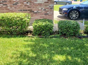 Bush Trimming by Melecio Rivera for Jason L. in Corpus Christi, TX