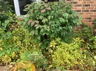 Bush Trimming by Cory Fischer for Tammy O. in Minneapolis, MN