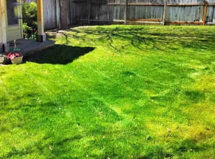 Marilyn N.'s Lawn Mowing service result
